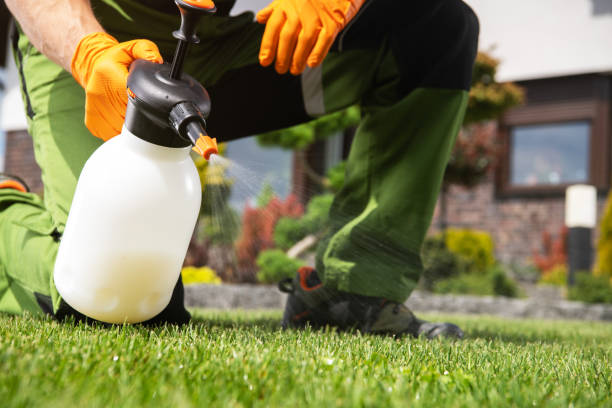 Best Wasp Removal Services  in Forks, WA