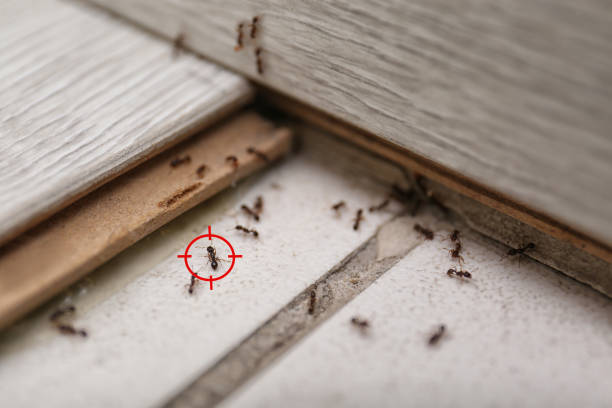 Best Best Pest Control Companies  in Forks, WA